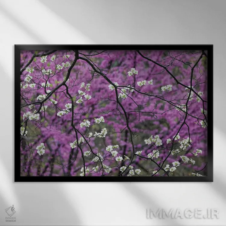 تابلو درخت در حال شکوفهٔ داگوود و ردف بود دوردست، کنتاکی اثر آدام جونز - نمای قابدار مشکی