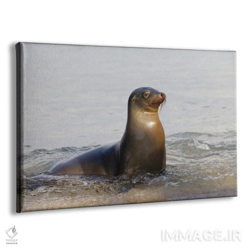 تابلو شیر دریایی گالاپاگوس، جزیره سن کریستوبال، جزایر گالاپاگوس، اکوادور اثر آدام جونز - نمای پرسپکتیو محصول