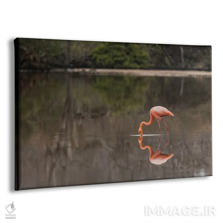تابلو فلامینگوی گالاپاگوس یا فلامینگوی کارائیب، تالاب فلامینگو، پونتا کورمورانت، جزیره فلوریانا، جزایر گالاپاگوس، اکوادور اثر آدام جونز - نمای پرسپکتیو محصول