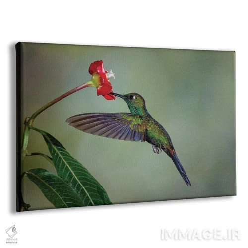 تابلو مرغ مگسخوار تاجسبز درخشان، کاستاریکا اثر آدام جونز - نمای پرسپکتیو محصول