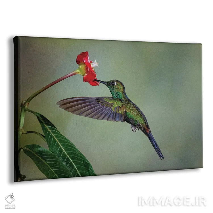 تابلو مرغ مگسخوار تاجسبز درخشان، کاستاریکا اثر آدام جونز - نمای پرسپکتیو محصول