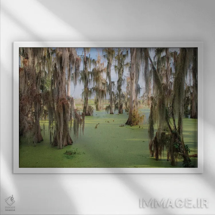 تابلو درختان سرو پوشیده از خزه اسپانیایی، مزرعه سیرکل بی، شهرستان پولک، فلوریدا اثر آدام جونز - نمای قابدار سفید