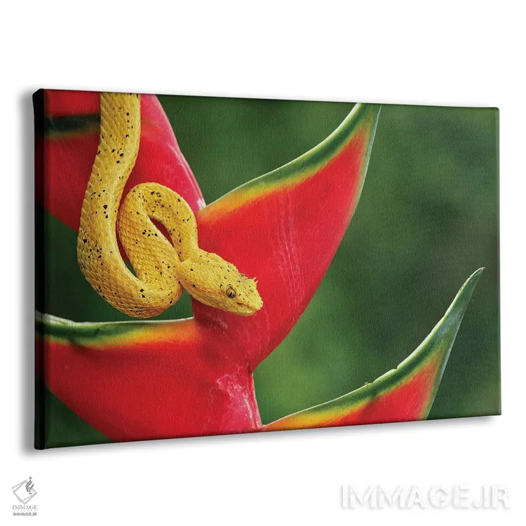 تابلو افعی مژهدار، کاستاریکا اثر آدام جونز - نمای پرسپکتیو محصول
