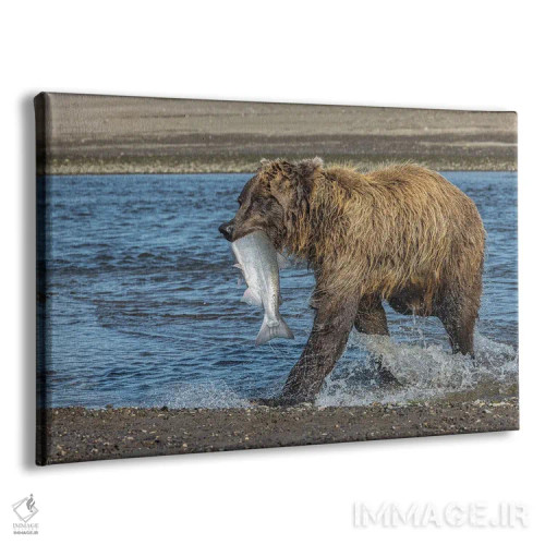 تابلو خرس گریزلی با ماهی سالمون در دهان، سیلور سالمون کریک، پارک ملی و منطقهٔ حفاظتشده لیک کلارک، آلاسکا اثر آدام جونز - نمای پرسپکتیو محصول