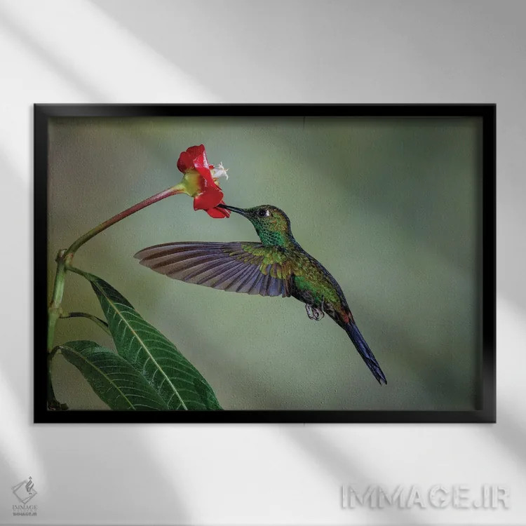 تابلو مرغ مگسخوار تاجسبز درخشان، کاستاریکا اثر آدام جونز - نمای قابدار مشکی