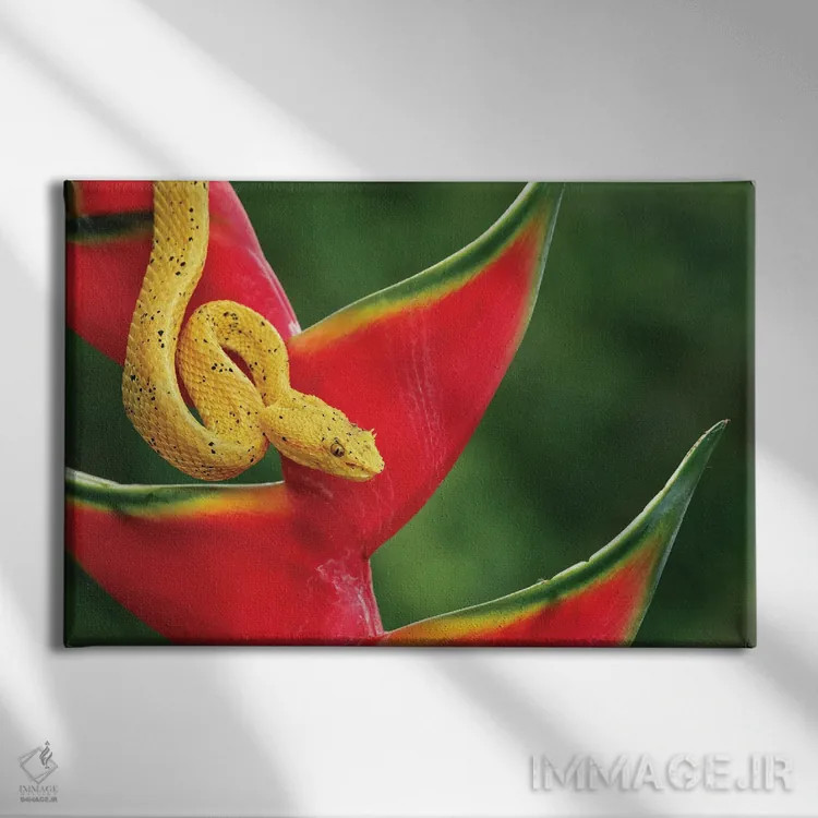 تابلو افعی مژهدار، کاستاریکا اثر آدام جونز - نمای روبهرو روی دیوار