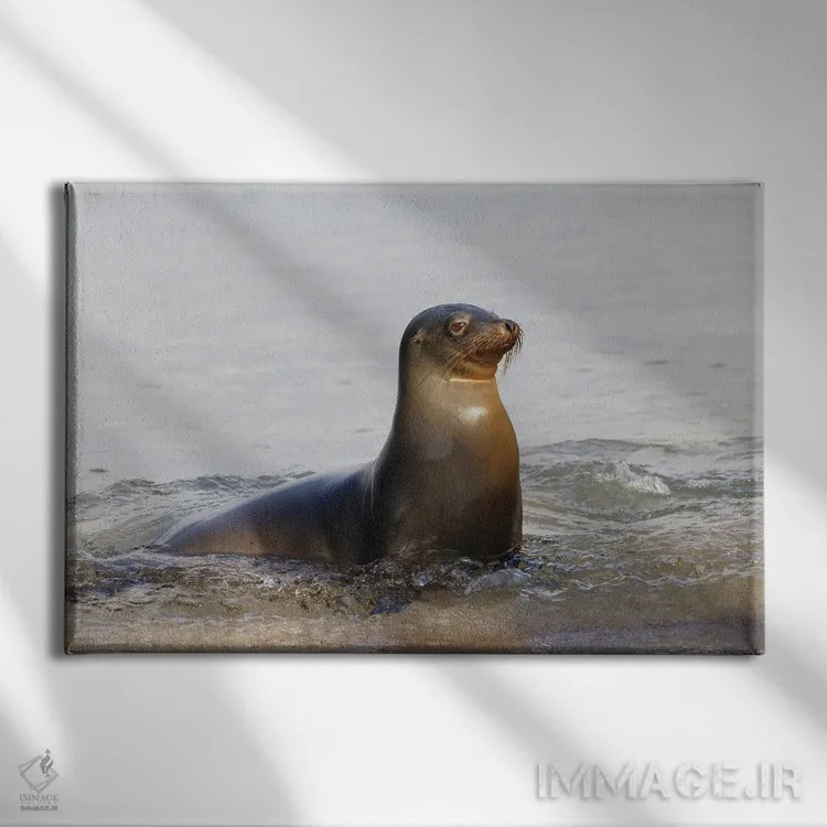تابلو شیر دریایی گالاپاگوس، جزیره سن کریستوبال، جزایر گالاپاگوس، اکوادور اثر آدام جونز - نمای روبهرو روی دیوار
