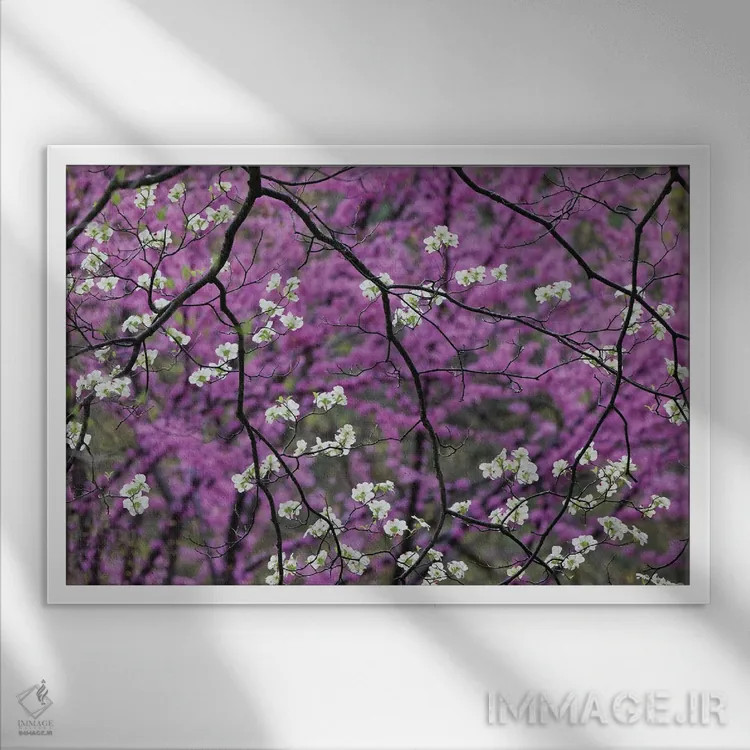 تابلو درخت در حال شکوفهٔ داگوود و ردف بود دوردست، کنتاکی اثر آدام جونز - نمای قابدار سفید