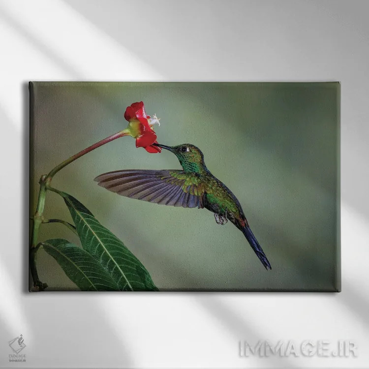 تابلو مرغ مگسخوار تاجسبز درخشان، کاستاریکا اثر آدام جونز - نمای روبهرو روی دیوار