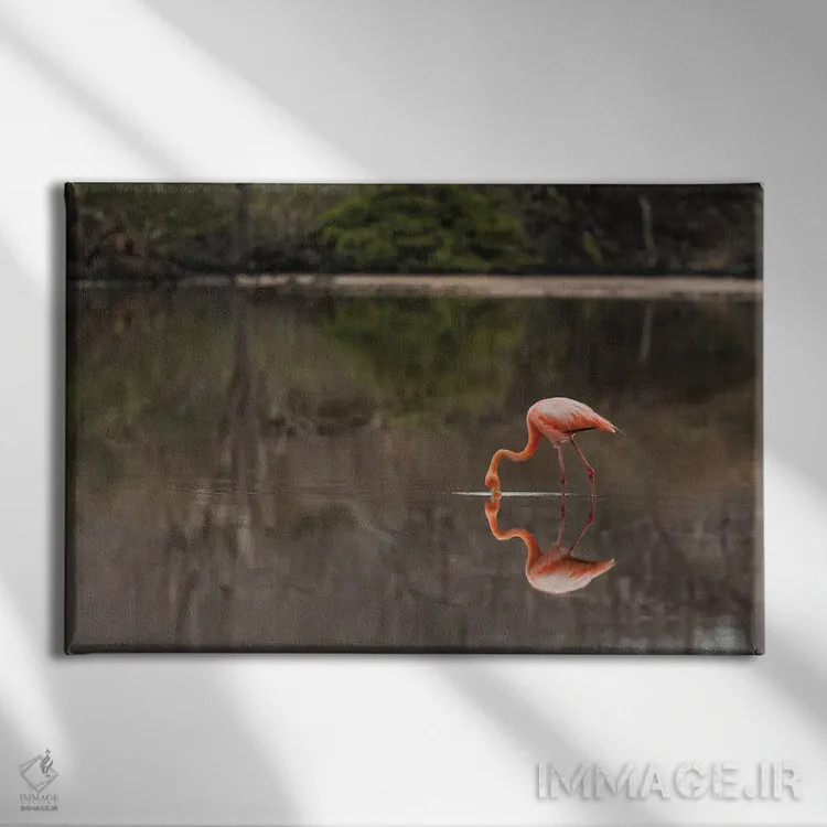 تابلو فلامینگوی گالاپاگوس یا فلامینگوی کارائیب، تالاب فلامینگو، پونتا کورمورانت، جزیره فلوریانا، جزایر گالاپاگوس، اکوادور اثر آدام جونز - نمای روبهرو روی دیوار