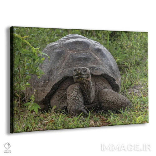 تابلو لاکپشت غولپیکر گالاپاگوس، جزیره جنووسا، جزایر گالاپاگوس، اکوادور اثر آدام جونز - نمای پرسپکتیو محصول