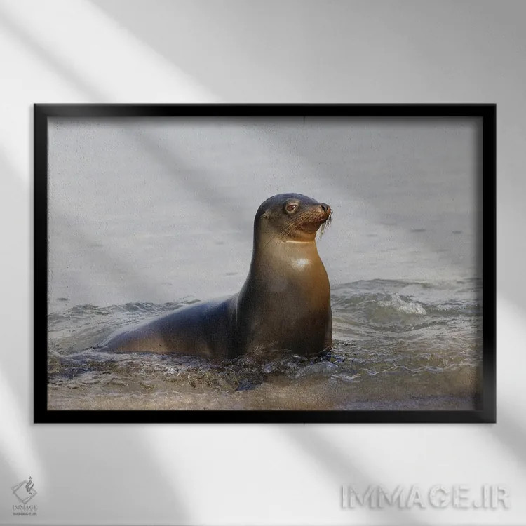 تابلو شیر دریایی گالاپاگوس، جزیره سن کریستوبال، جزایر گالاپاگوس، اکوادور اثر آدام جونز - نمای قابدار مشکی