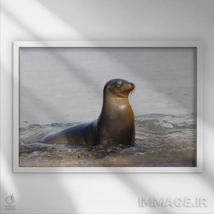 تابلو شیر دریایی گالاپاگوس، جزیره سن کریستوبال، جزایر گالاپاگوس، اکوادور اثر آدام جونز - نمای قابدار سفید