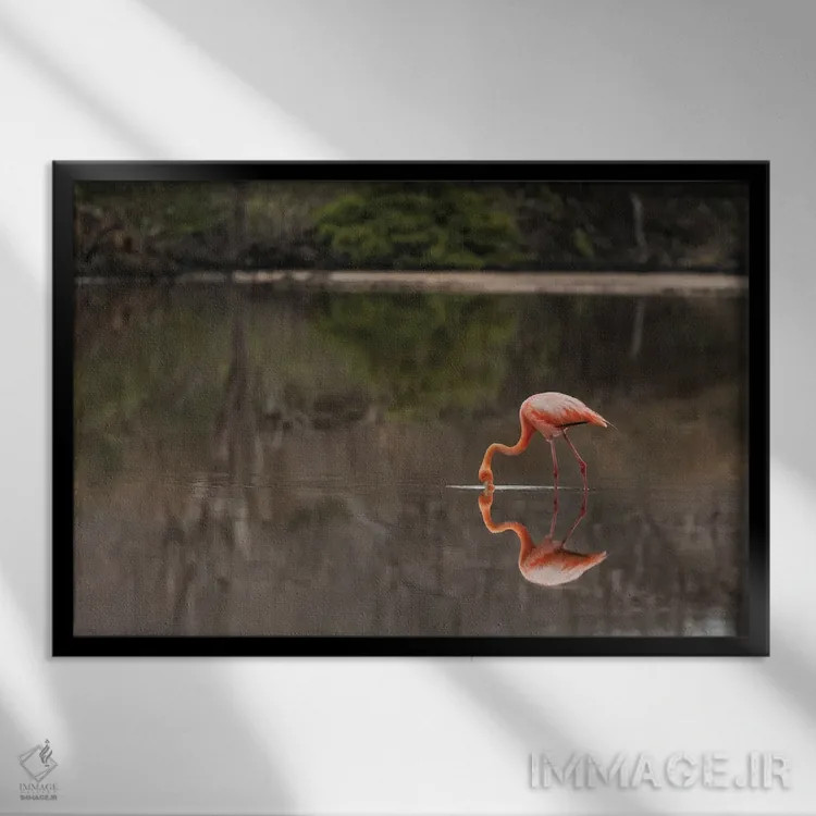 تابلو فلامینگوی گالاپاگوس یا فلامینگوی کارائیب، تالاب فلامینگو، پونتا کورمورانت، جزیره فلوریانا، جزایر گالاپاگوس، اکوادور اثر آدام جونز - نمای قابدار مشکی