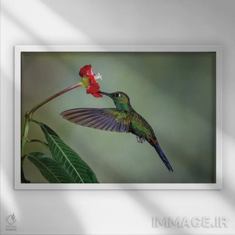 تابلو مرغ مگسخوار تاجسبز درخشان، کاستاریکا اثر آدام جونز - نمای قابدار سفید