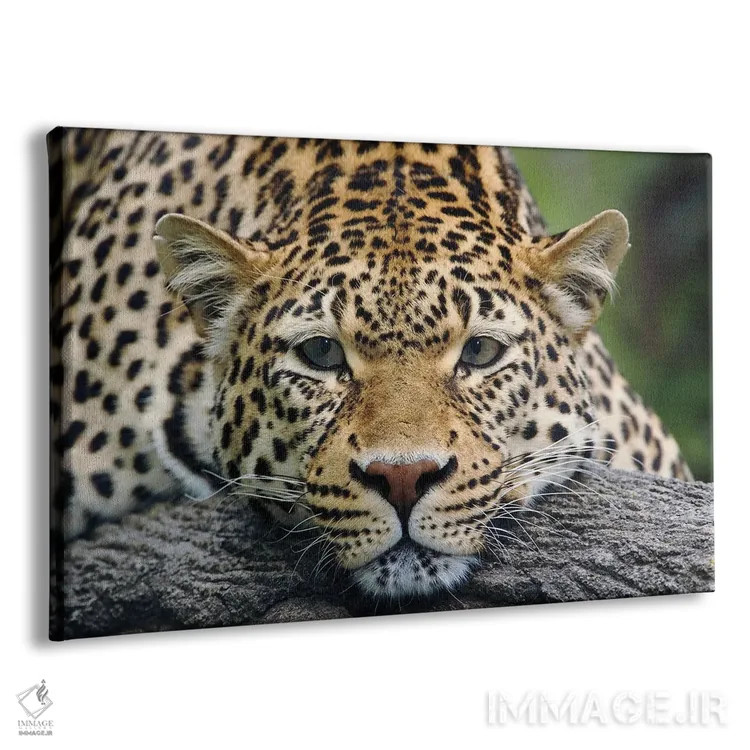 تابلو پلنگ در حالت استراحت رو به جلو (حیوان در اسارت) اثر آدام جونز - نمای پرسپکتیو محصول