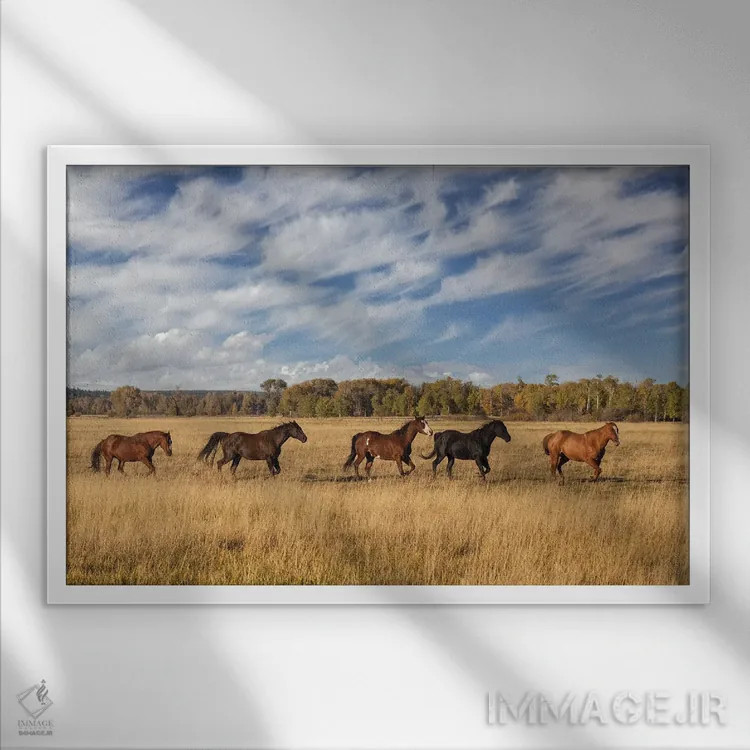تابلو اسبها در فضای بیرونی، پارک ملی گرند تتون، وایومینگ اثر آدام جونز - نمای قابدار سفید