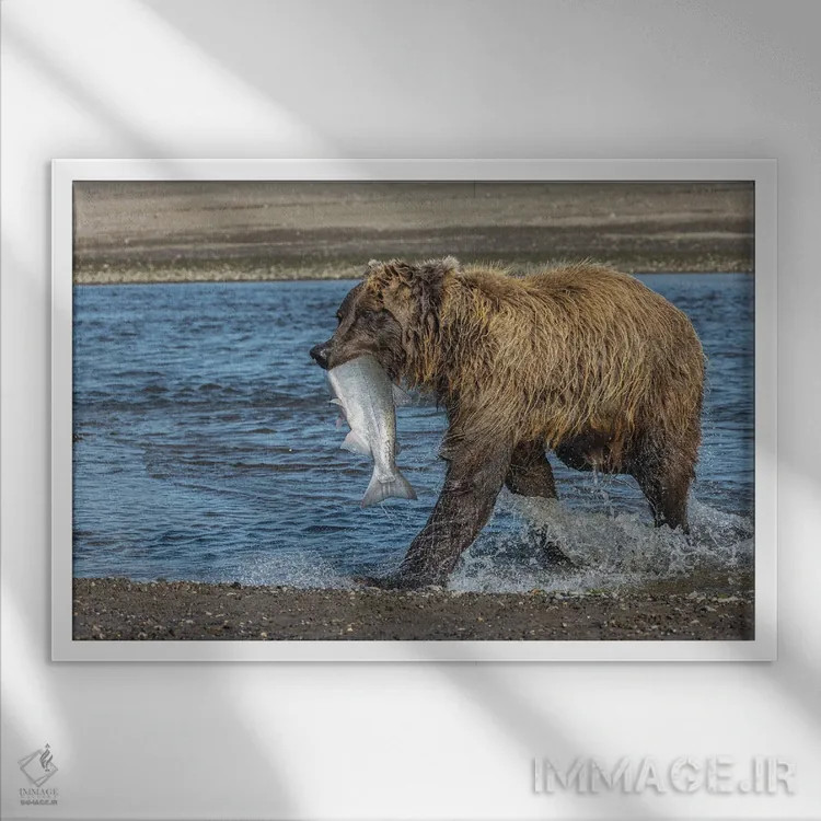 تابلو خرس گریزلی با ماهی سالمون در دهان، سیلور سالمون کریک، پارک ملی و منطقهٔ حفاظتشده لیک کلارک، آلاسکا اثر آدام جونز - نمای قابدار سفید