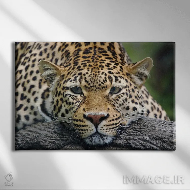 تابلو پلنگ در حالت استراحت رو به جلو (حیوان در اسارت) اثر آدام جونز - نمای روبهرو روی دیوار