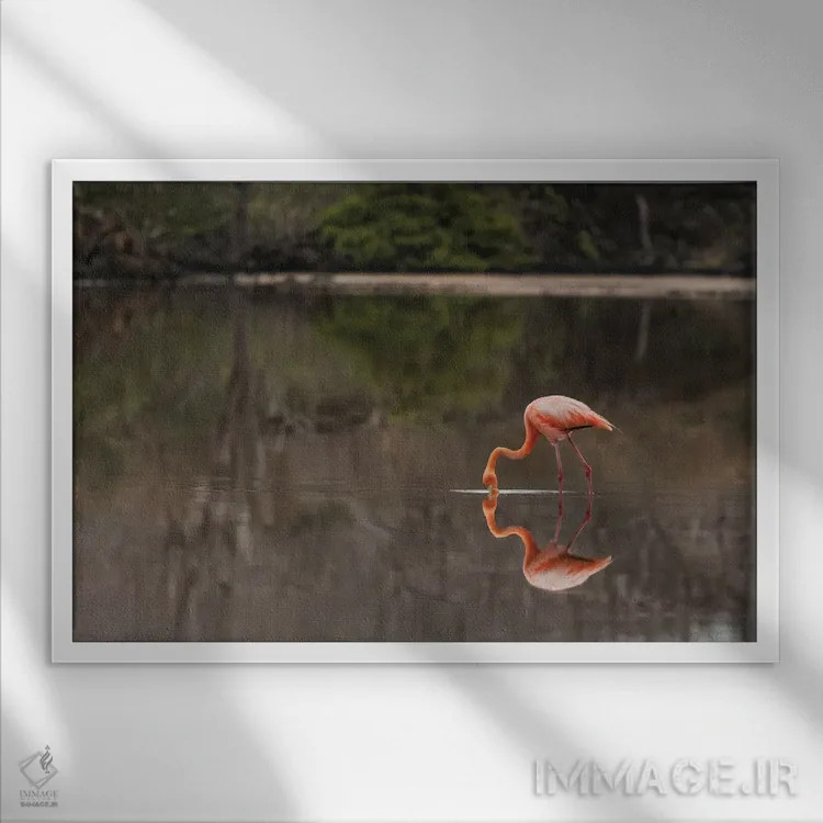 تابلو فلامینگوی گالاپاگوس یا فلامینگوی کارائیب، تالاب فلامینگو، پونتا کورمورانت، جزیره فلوریانا، جزایر گالاپاگوس، اکوادور اثر آدام جونز - نمای قابدار سفید