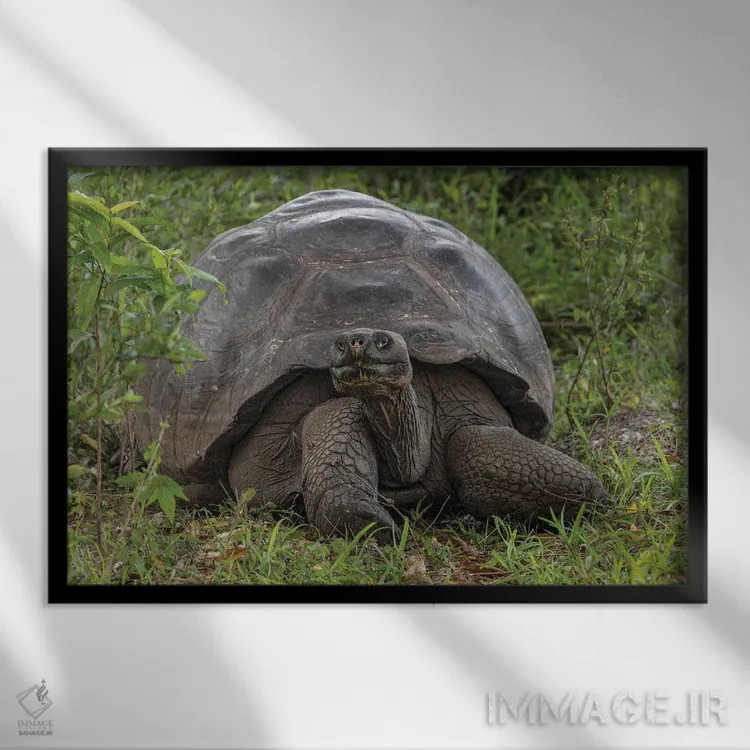 تابلو لاکپشت غولپیکر گالاپاگوس، جزیره جنووسا، جزایر گالاپاگوس، اکوادور اثر آدام جونز - نمای قابدار مشکی