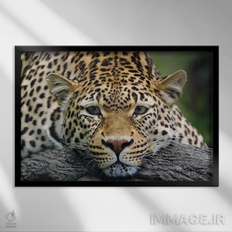 تابلو پلنگ در حالت استراحت رو به جلو (حیوان در اسارت) اثر آدام جونز - نمای قابدار مشکی