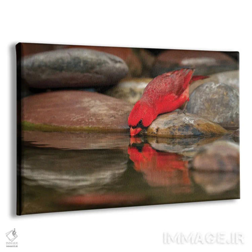 تابلو کارباورال شمالی نر در حال نوشیدن از استخر کوچک در بیابان، درهٔ ریو گرانده، تگزاس اثر آدام جونز - نمای پرسپکتیو محصول