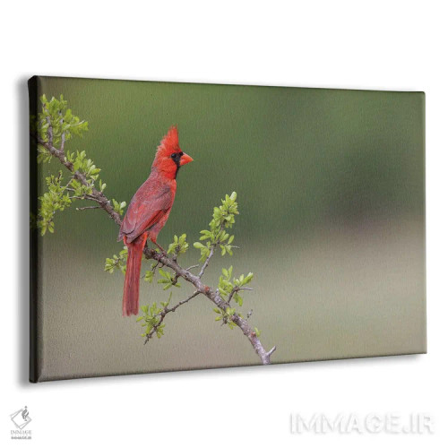 تابلو کارباورال شمالی نر، درهٔ ریو گرانده، تگزاس اثر آدام جونز - نمای پرسپکتیو محصول