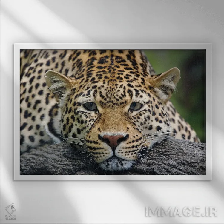 تابلو پلنگ در حالت استراحت رو به جلو (حیوان در اسارت) اثر آدام جونز - نمای قابدار سفید