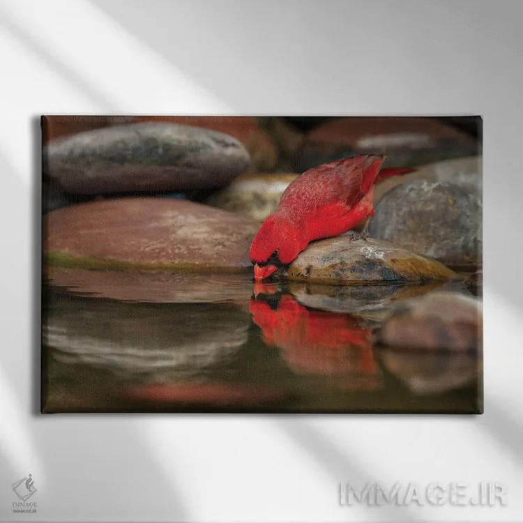 تابلو کارباورال شمالی نر در حال نوشیدن از استخر کوچک در بیابان، درهٔ ریو گرانده، تگزاس اثر آدام جونز - نمای روبهرو روی دیوار