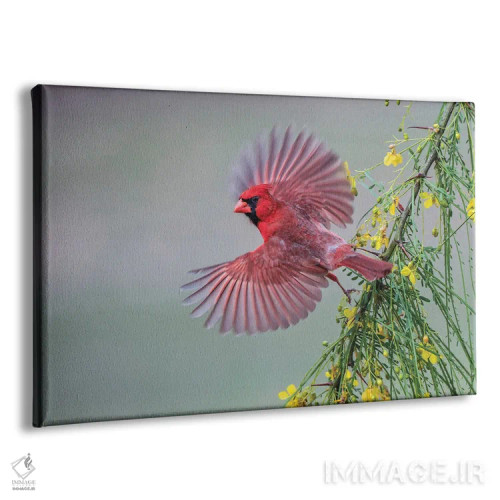 تابلو کارباورال نر در حال پرواز، درهٔ ریو گرانده، تگزاس اثر آدام جونز - نمای پرسپکتیو محصول