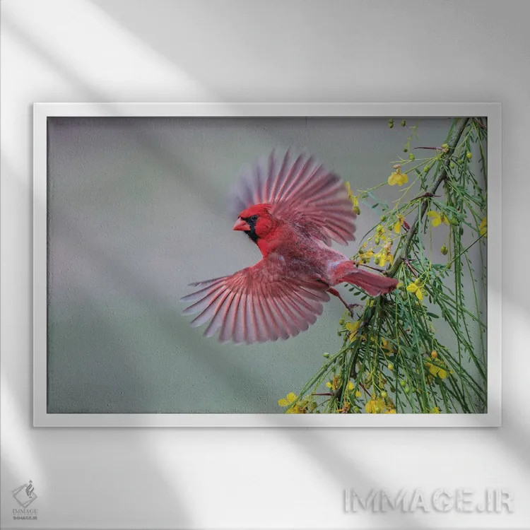 تابلو کارباورال نر در حال پرواز، درهٔ ریو گرانده، تگزاس اثر آدام جونز - نمای قابدار سفید