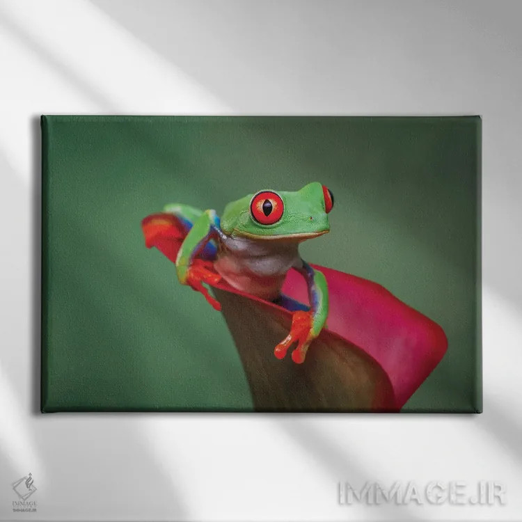 تابلو قورباغهٔ درختی چشمقرمز اثر آدام جونز - نمای روبهرو روی دیوار