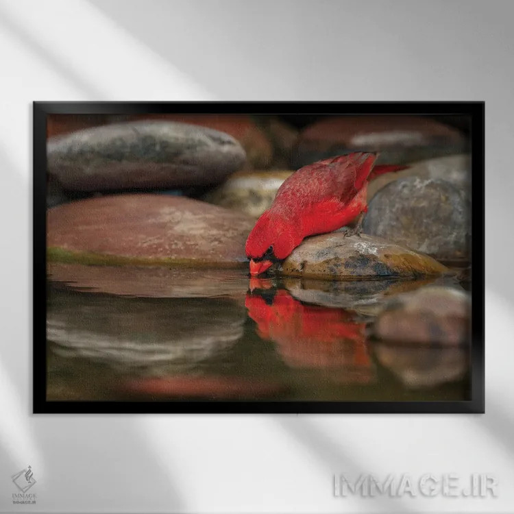 تابلو کارباورال شمالی نر در حال نوشیدن از استخر کوچک در بیابان، درهٔ ریو گرانده، تگزاس اثر آدام جونز - نمای قابدار مشکی