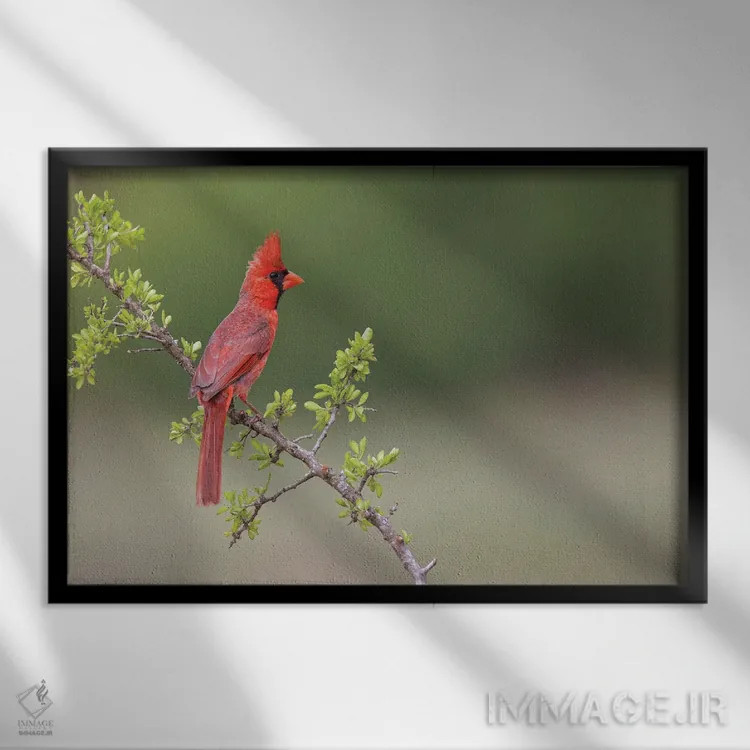 تابلو کارباورال شمالی نر، درهٔ ریو گرانده، تگزاس اثر آدام جونز - نمای قابدار مشکی