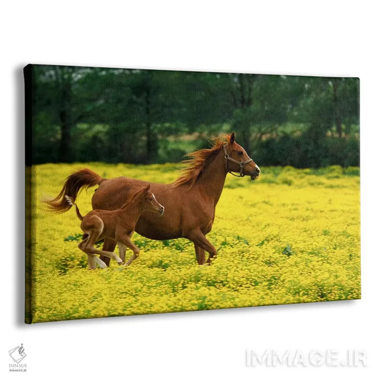 تابلو کره اسب و مباورها عرب در دشتی از شقایقهای زرد، لوییزویل، شهرستان جفرسون، کنتاکی، آمریکا اثر آدام جونز - نمای پرسپکتیو محصول