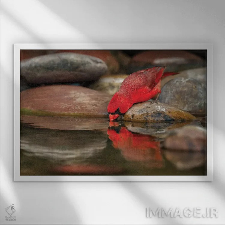 تابلو کارباورال شمالی نر در حال نوشیدن از استخر کوچک در بیابان، درهٔ ریو گرانده، تگزاس اثر آدام جونز - نمای قابدار سفید