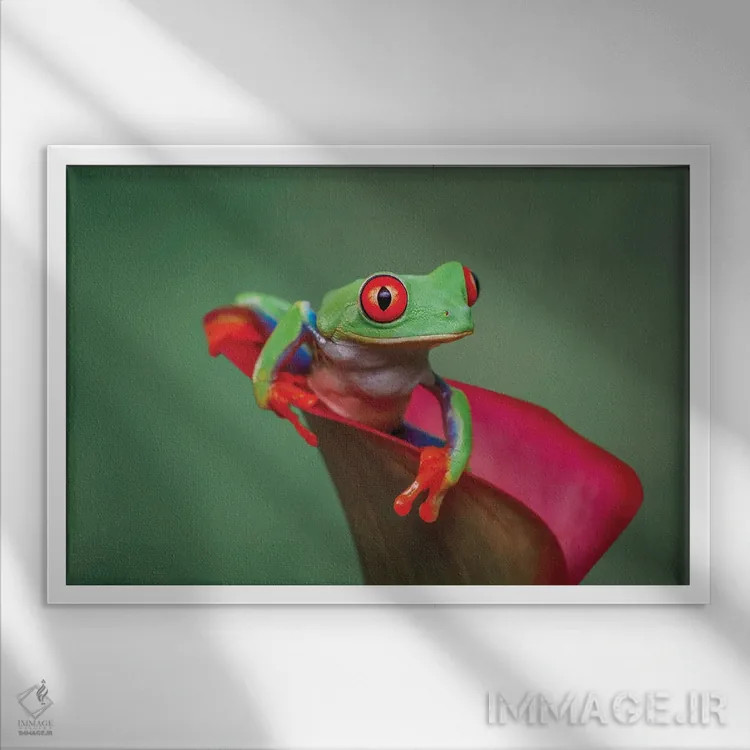 تابلو قورباغهٔ درختی چشمقرمز اثر آدام جونز - نمای قابدار سفید