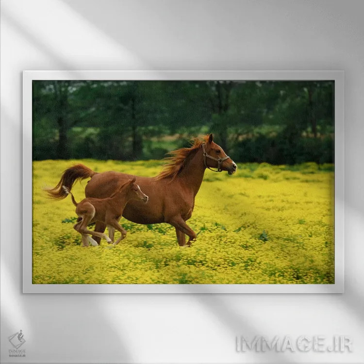 تابلو کره اسب و مباورها عرب در دشتی از شقایقهای زرد، لوییزویل، شهرستان جفرسون، کنتاکی، آمریکا اثر آدام جونز - نمای قابدار سفید