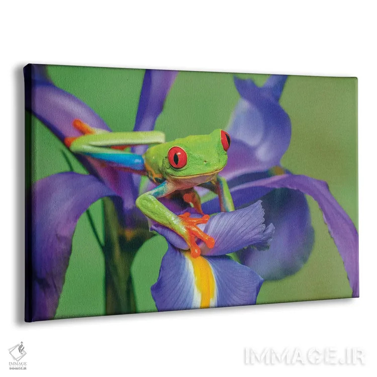 تابلو قورباغه درختی چشمقرمز در حال بالا رفتن از گل زنبق اثر آدام جونز - نمای پرسپکتیو محصول