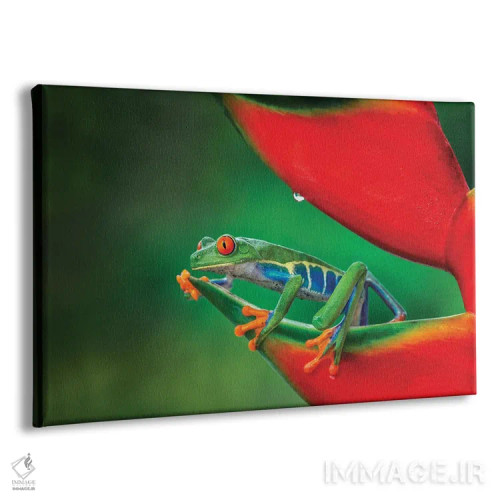 تابلو قورباغهٔ درختی چشمقرمز، کاستاریکا اثر آدام جونز - نمای پرسپکتیو محصول