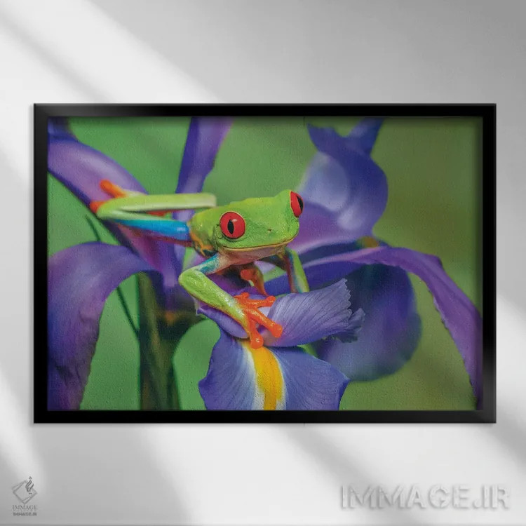 تابلو قورباغه درختی چشمقرمز در حال بالا رفتن از گل زنبق اثر آدام جونز - نمای قابدار مشکی