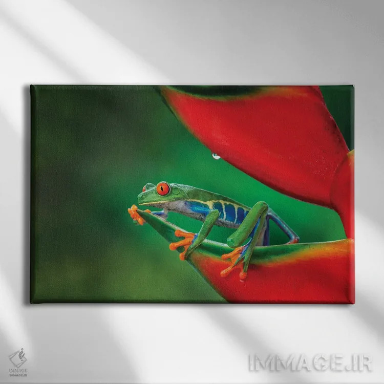 تابلو قورباغهٔ درختی چشمقرمز، کاستاریکا اثر آدام جونز - نمای روبهرو روی دیوار