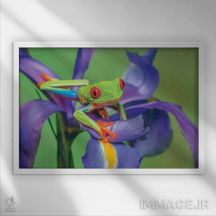 تابلو قورباغه درختی چشمقرمز در حال بالا رفتن از گل زنبق اثر آدام جونز - نمای قابدار سفید