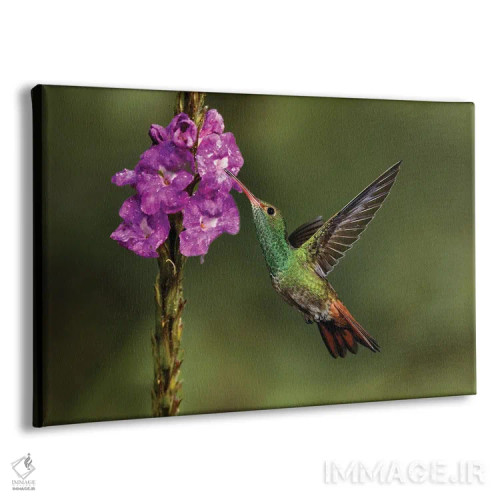 تابلو مرغ مگسخوار دمسرخ، کاستاریکا اثر آدام جونز - نمای پرسپکتیو محصول