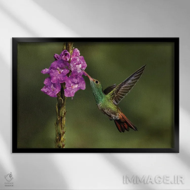 تابلو مرغ مگسخوار دمسرخ، کاستاریکا اثر آدام جونز - نمای قابدار مشکی