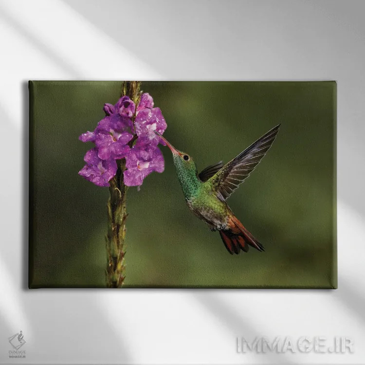 تابلو مرغ مگسخوار دمسرخ، کاستاریکا اثر آدام جونز - نمای روبهرو روی دیوار