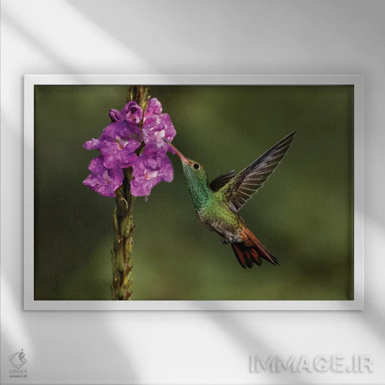 تابلو مرغ مگسخوار دمسرخ، کاستاریکا اثر آدام جونز - نمای قابدار سفید