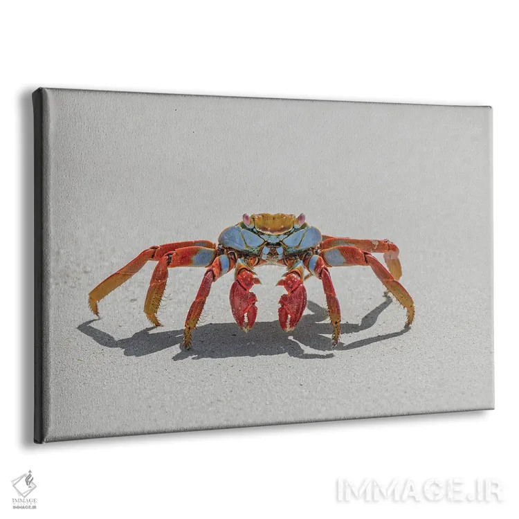 تابلو خرچنگ سالی لایتفوت روی ساحل شنی سفید، جزیره سن کریستوبال، جزایر گالاپاگوس، اکوادور اثر آدام جونز - نمای پرسپکتیو محصول