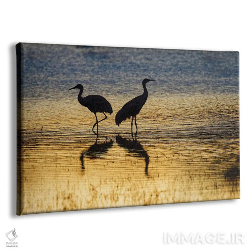 تابلو گروه درناهای سندهیل در غروب، پناهگاه حیات وحش بوسکه دل آپاچی، نیومکزیکو اثر آدام جونز - نمای پرسپکتیو محصول